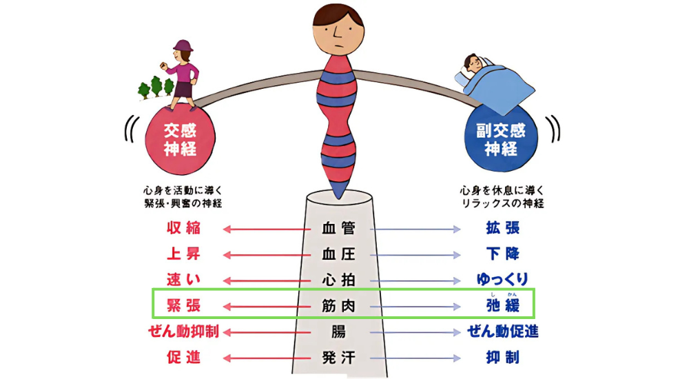 北浦和で肩こりの改善におすすめの整体-北浦和の肩こり専門整体院の頭痛改善におすすめ記事-画像32