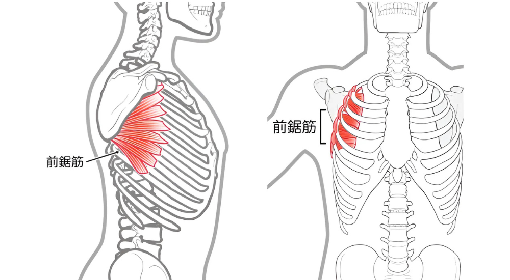北浦和で肩こりの改善におすすめの整体-北浦和の肩こり専門整体院の肩こりと肩関節の痛み改善におすすめ記事-9